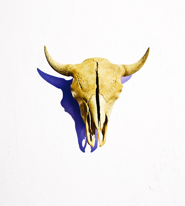Bison Skull Rick Meoli Photography