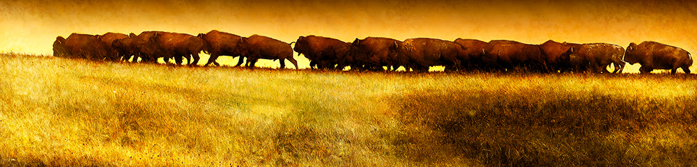 Buffalo String Rick Meoli Photography