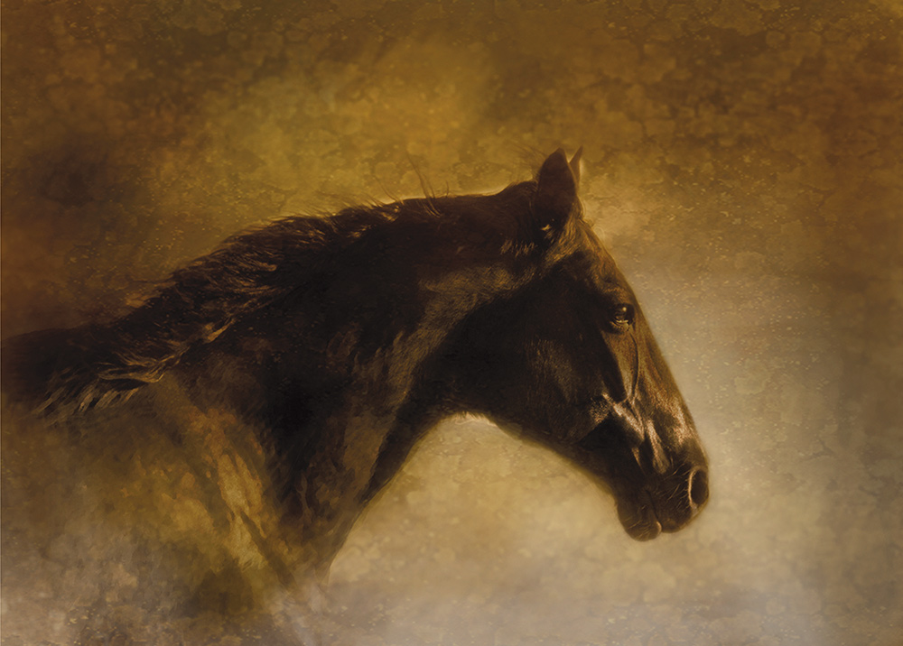 Goliath Rick Meoli Contemporary Photography