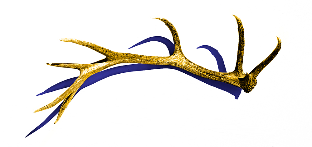 Elk Antler Rick Meoli Contemporary Photography: Meoli Out West
