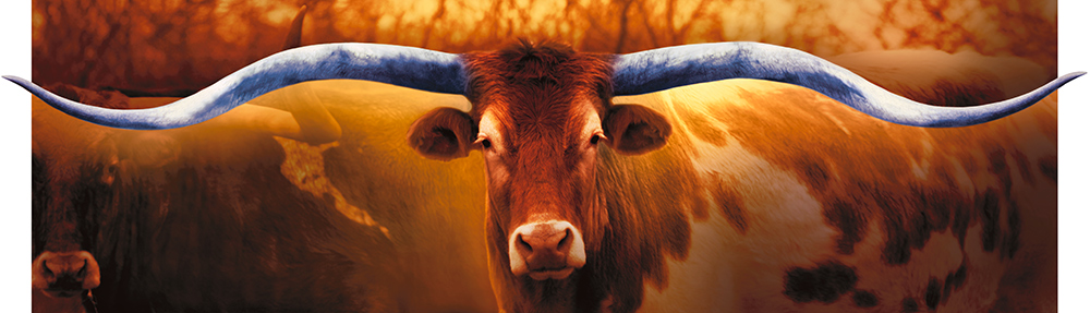 Longhorn Lloyd Rick Meoli Contemporary Photography: Meoli Out West