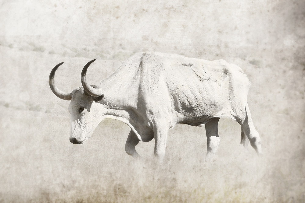 Old Tex Rick Meoli Contemporary Photography: meolioutwest