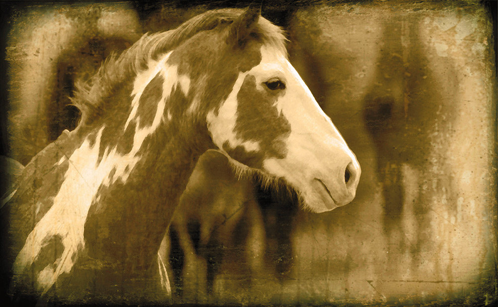 Painted Pony Rick Meoli Contemporary Photography: meolioutwest