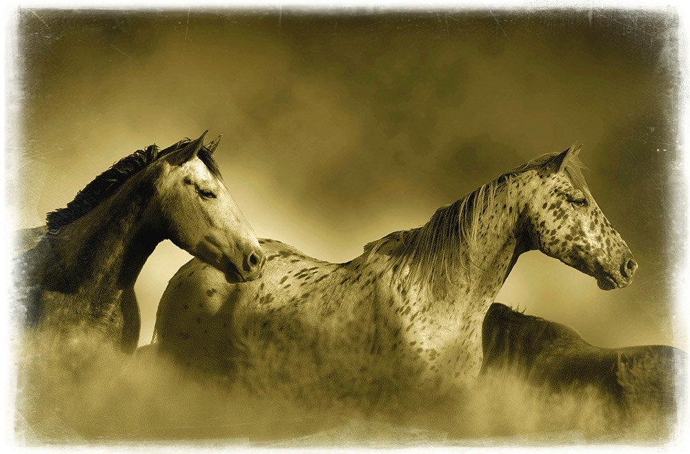 Standing Guard Rick Meoli Contemporary Photography: meolioutwest