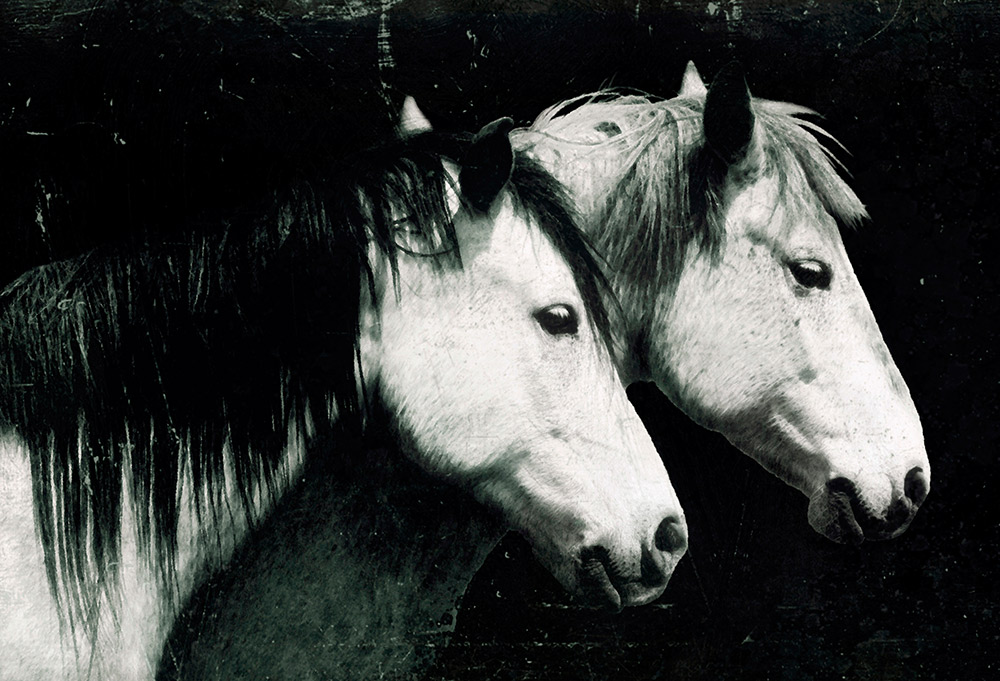 Toby & Willie Rick Meoli Contemporary Photography: meolioutwest