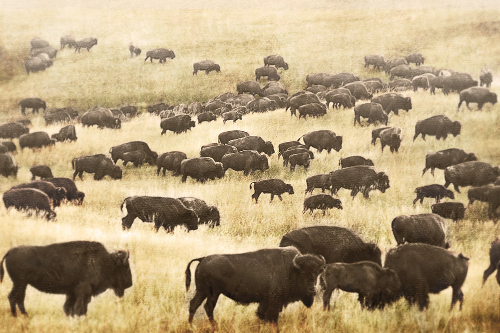 Where The Buffalo Roam Rick Meoli Contemporary Photography: meolioutwest